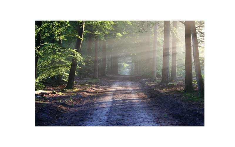 atelier-foret atelier-foret